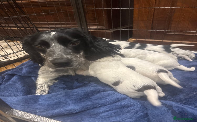 Sprocker dogs F1 Gorgeous sprocker Puppies, unique markings. - Advert 9