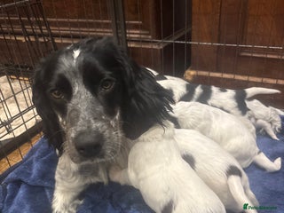 Sprocker dogs F1 Gorgeous sprocker Puppies, unique markings. - Advert 5