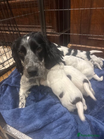 Sprocker dogs F1 Gorgeous sprocker Puppies, unique markings. - Advert 9