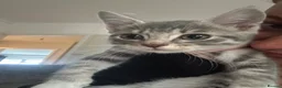 British Shorthair cats for sale: READY NOW 2 girls x - Advert 2