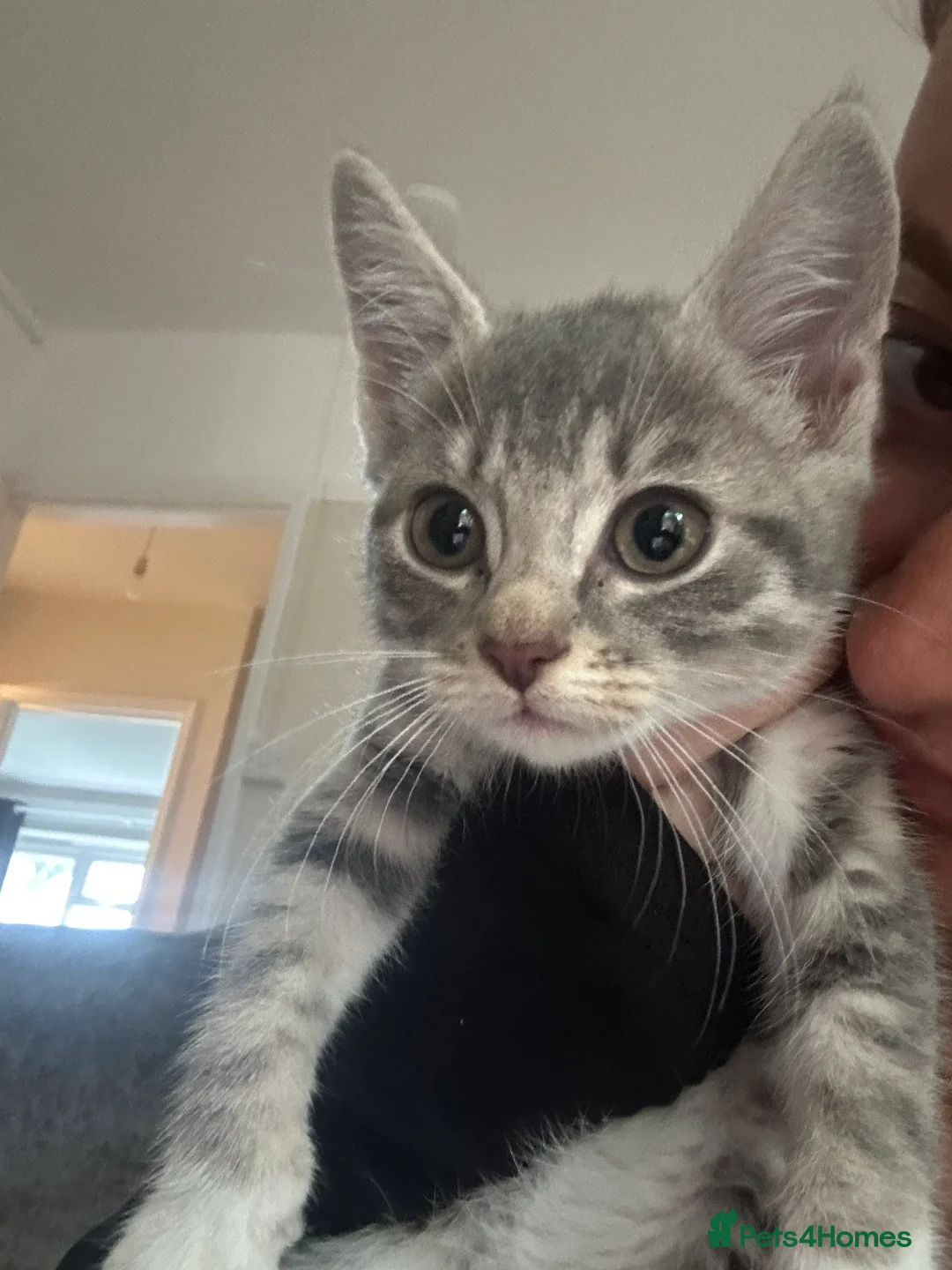 British Shorthair cats for sale: READY NOW 2 girls x - Advert 2