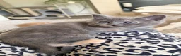 Scottish Fold cats for sale: Scottish fold ragdoll  - Advert 20