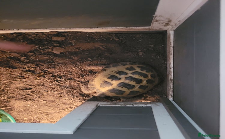 Tortoise reptiles - Advert 1