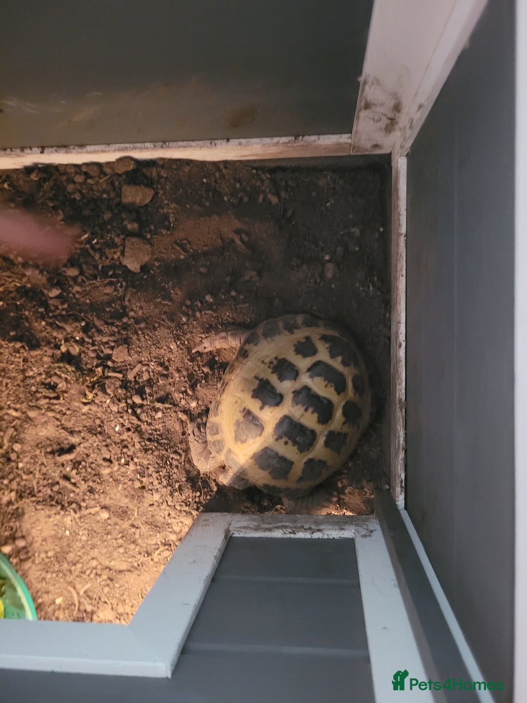 Tortoise reptiles for sale: Horsefield tortoises - Image 1