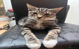 Domestic Shorthair cats for sale: Male Kitten - very cuddly and friendly  - Image 3