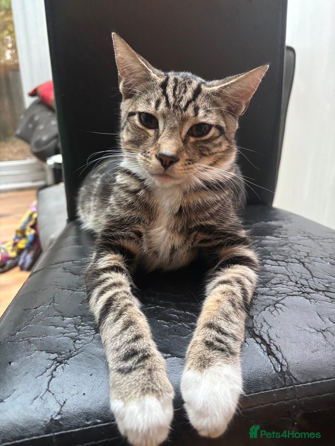 Domestic Shorthair cats for sale: Male Kitten - very cuddly and friendly  - Image 3