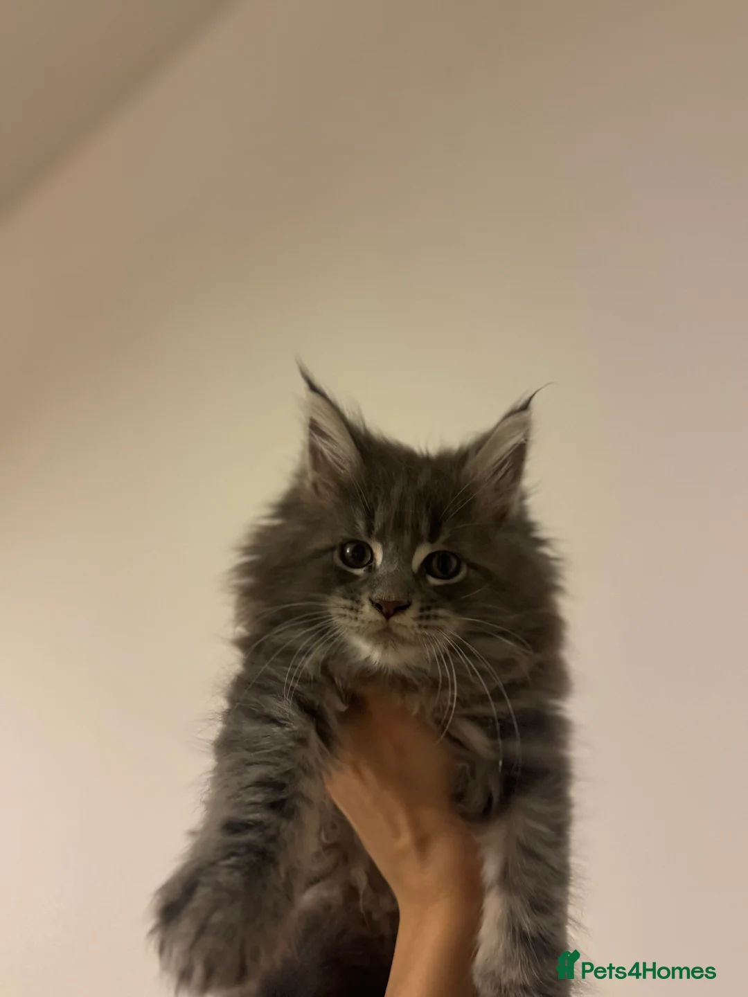 Maine Coon cats for sale: Maine Coon TICA registered✨ - Advert 2