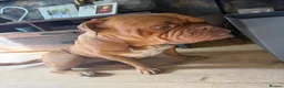 Dogue De Bordeaux dogs for sale: Dogue de Bordeux Girl  - Advert 5