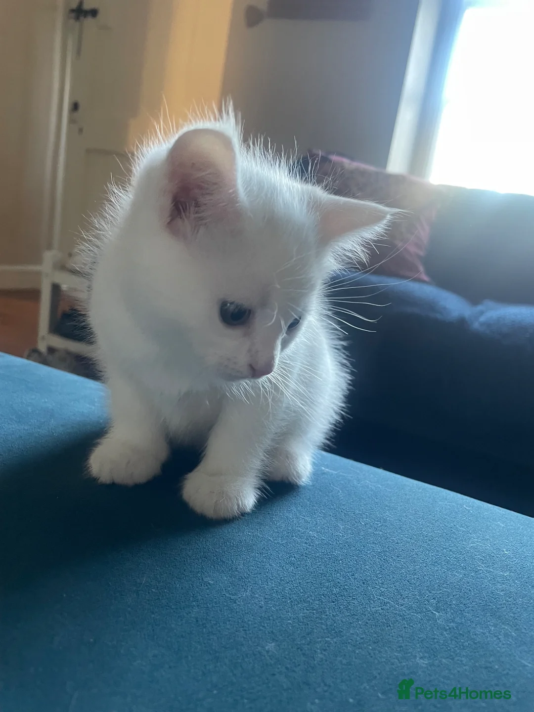 Mixed Breed cats for sale:     Maine Coon Mix Kittens in Belper - Advert 5