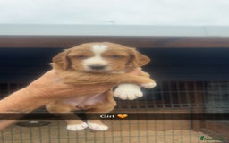 Sprocker dogs for sale: Beautiful Sprocker Puppies - Image 9
