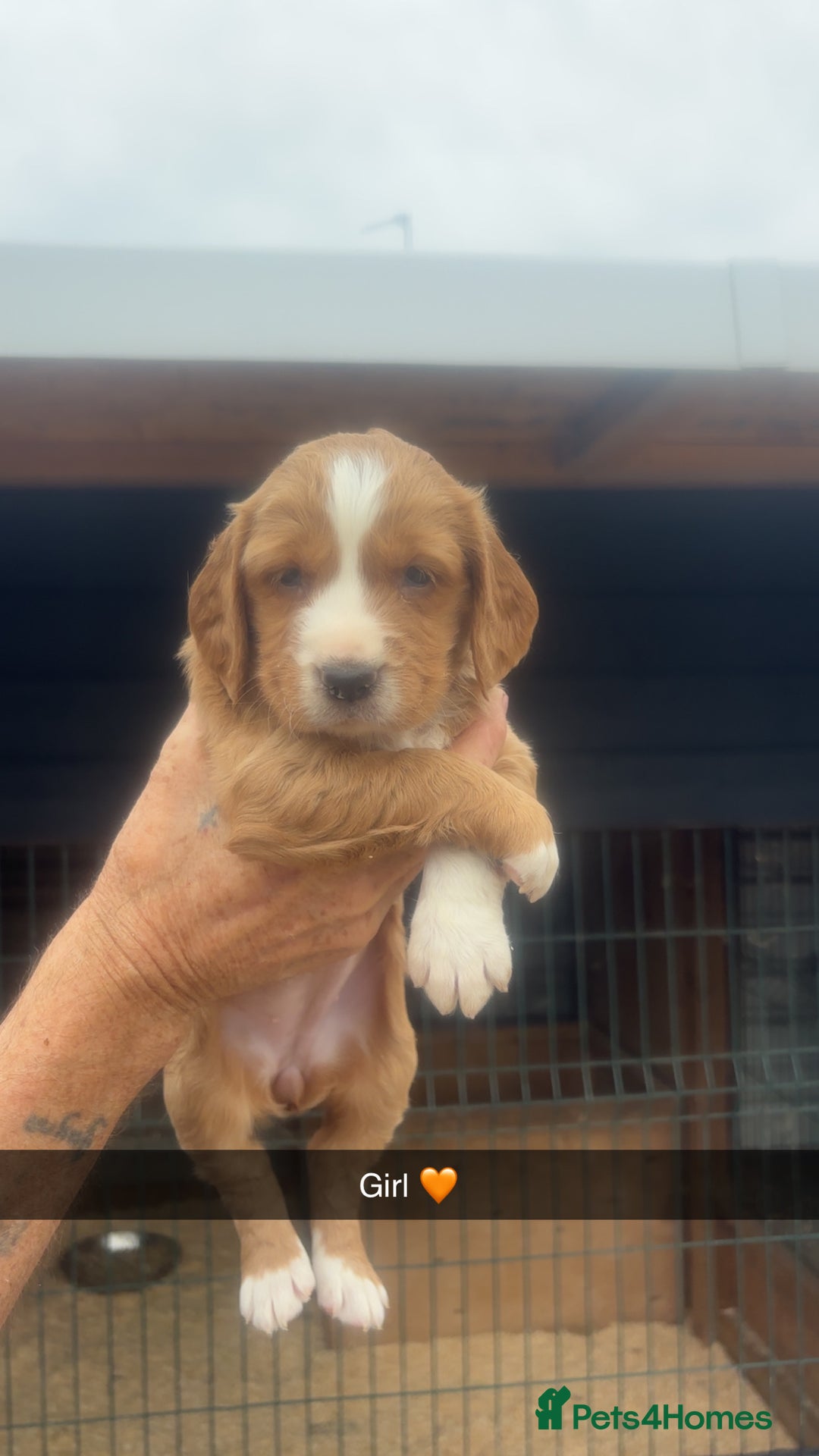 Sprocker dogs for sale: Beautiful Sprocker Puppies - Image 9