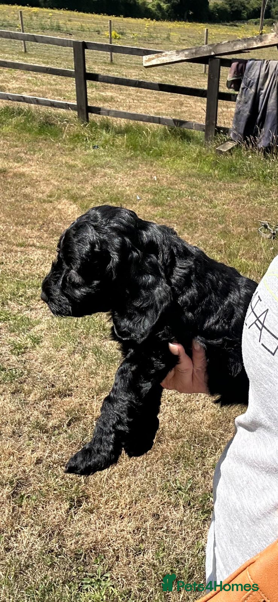 Cockapoo dogs for sale: F1 cockerpoos  - Image 6