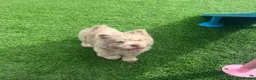 Chow Chow dogs for sale: Exotic colour male chow chow puppies for sale  - Advert 16