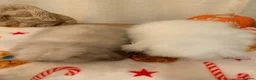 Mini Lion Lop rabbits for sale: Fluffy little double mane mini lion lop bunnies - Advert 8