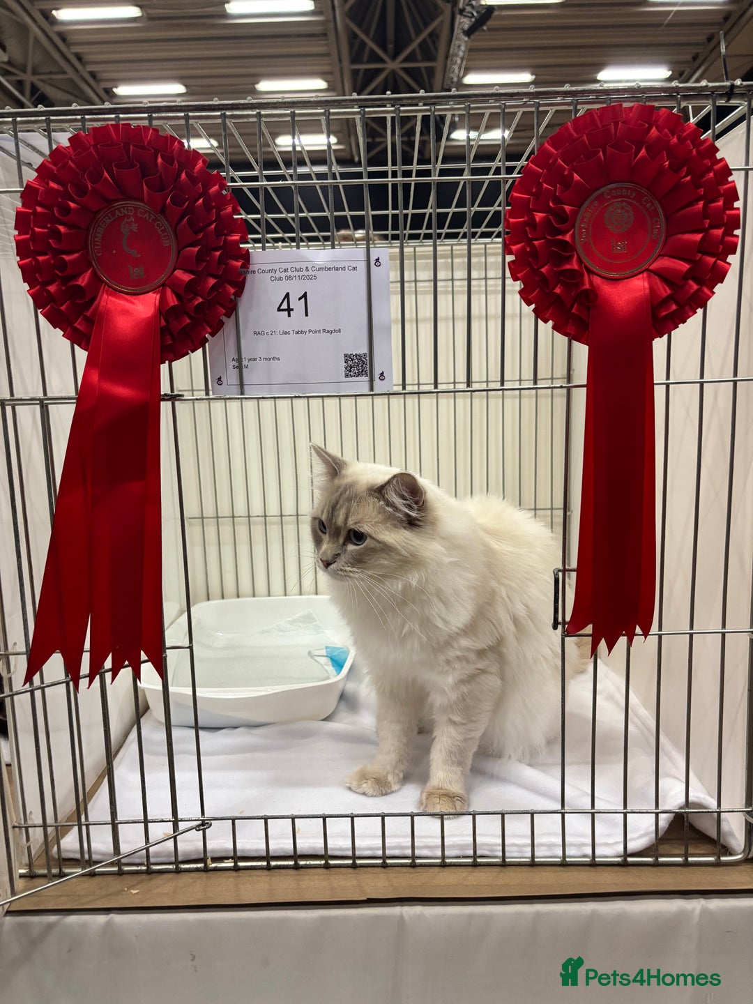 Ragdoll cats for stud: Lilac tabby colourpoint for stud - Advert 3