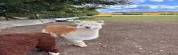 Alpaca livestock for sale: Alpacas for sale (breeding group) - Advert 5
