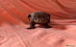 Miniature Dachshund dogs for sale: 🐾 4 Adorable Miniature Dachshund Puppies!  🐾 - Image 4
