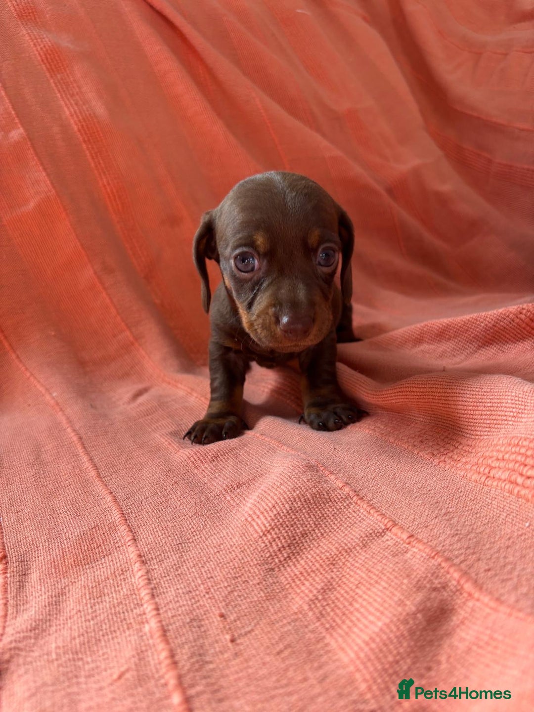 Miniature Dachshund dogs for sale: 🐾 4 Adorable Miniature Dachshund Puppies!  🐾 - Image 4