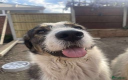 Mixed Breed dogs for adoption: Ringo is looking for a new home - Image 3
