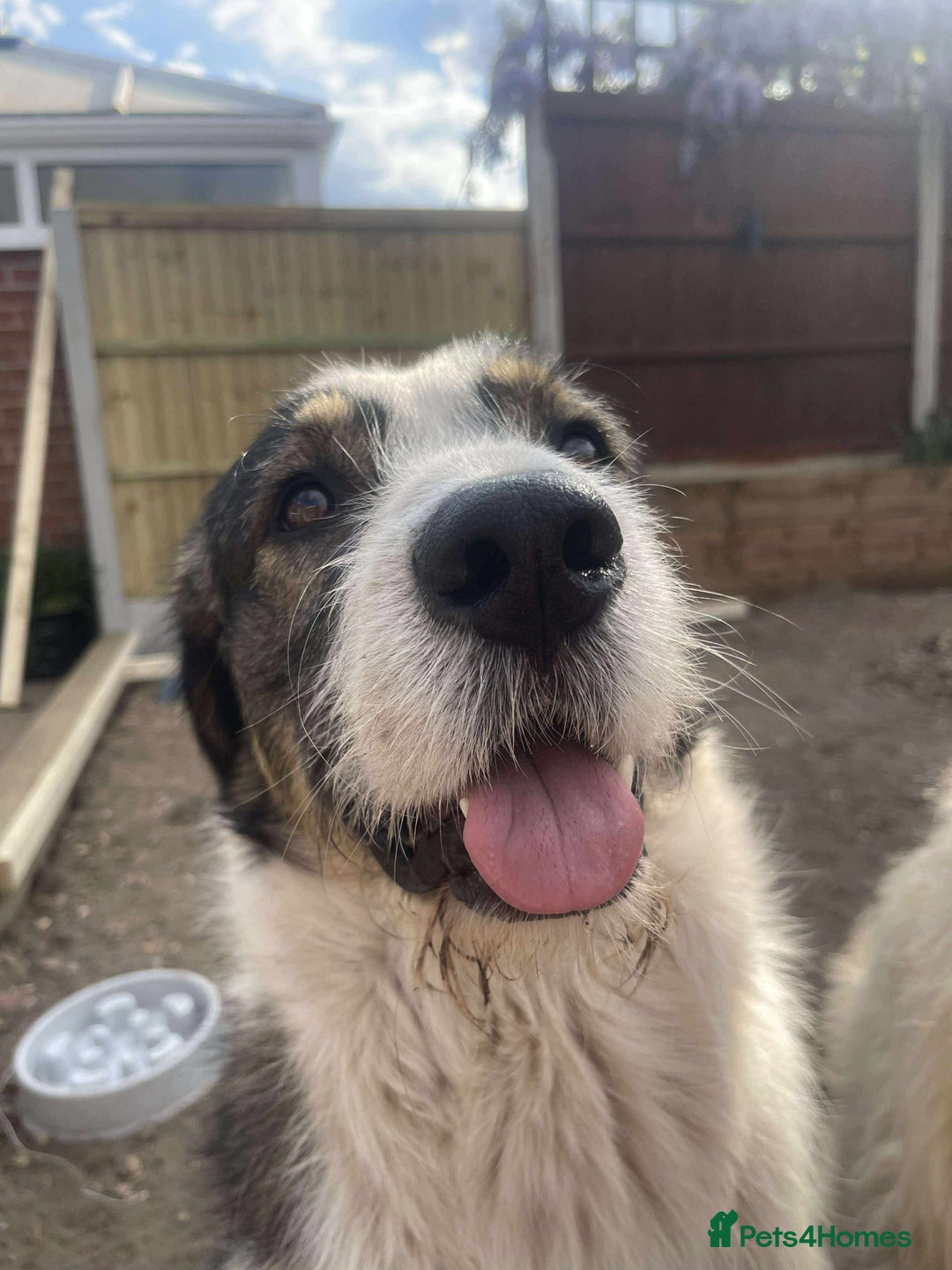 Mixed Breed dogs for adoption: Ringo is looking for a new home - Image 3