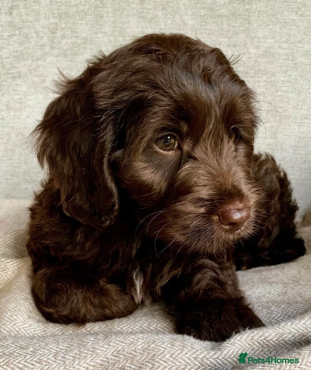 Cockapoo dogs for sale: Cockapoos Due 11th February- Waiting List Open - Advert 10