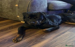 Mixed Breed dogs for sale: Rottweiler mix - Image 4