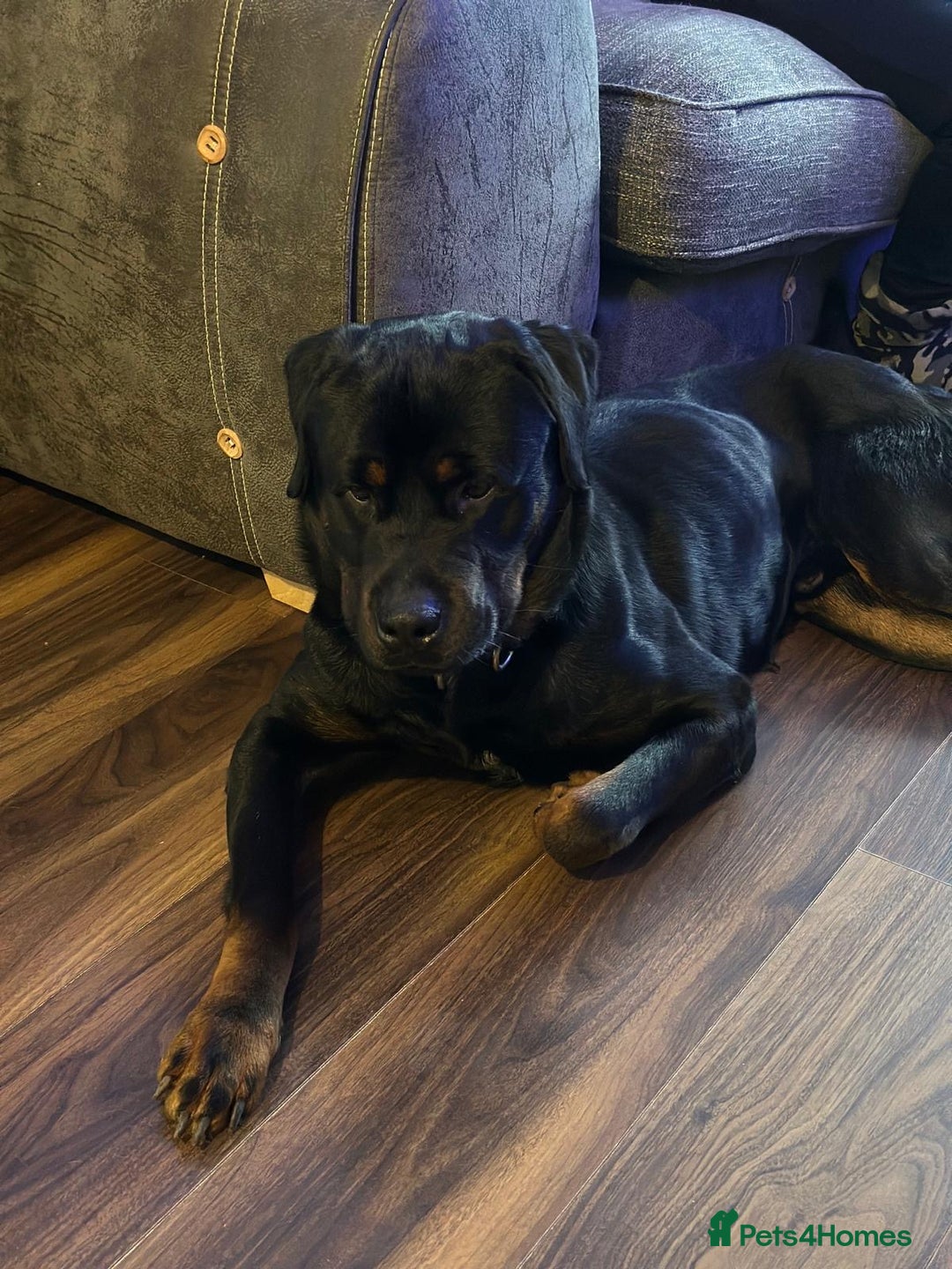 Mixed Breed dogs for sale: Rottweiler mix - Image 4