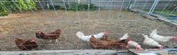 Chickens poultry for sale: Laying chickens  in Southminster - Advert 1