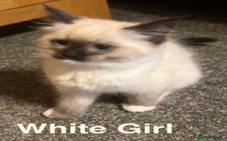 Ragdoll cats for sale: Ragdolls kittens- - Advert 11