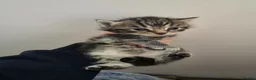Mixed Breed cats for sale: Mix breed kittens - Advert 11