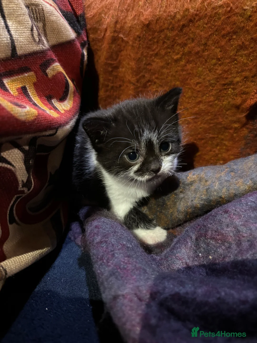 British Shorthair cats for sale: Beautiful BSH Cross Kittens For Sale - Advert 2