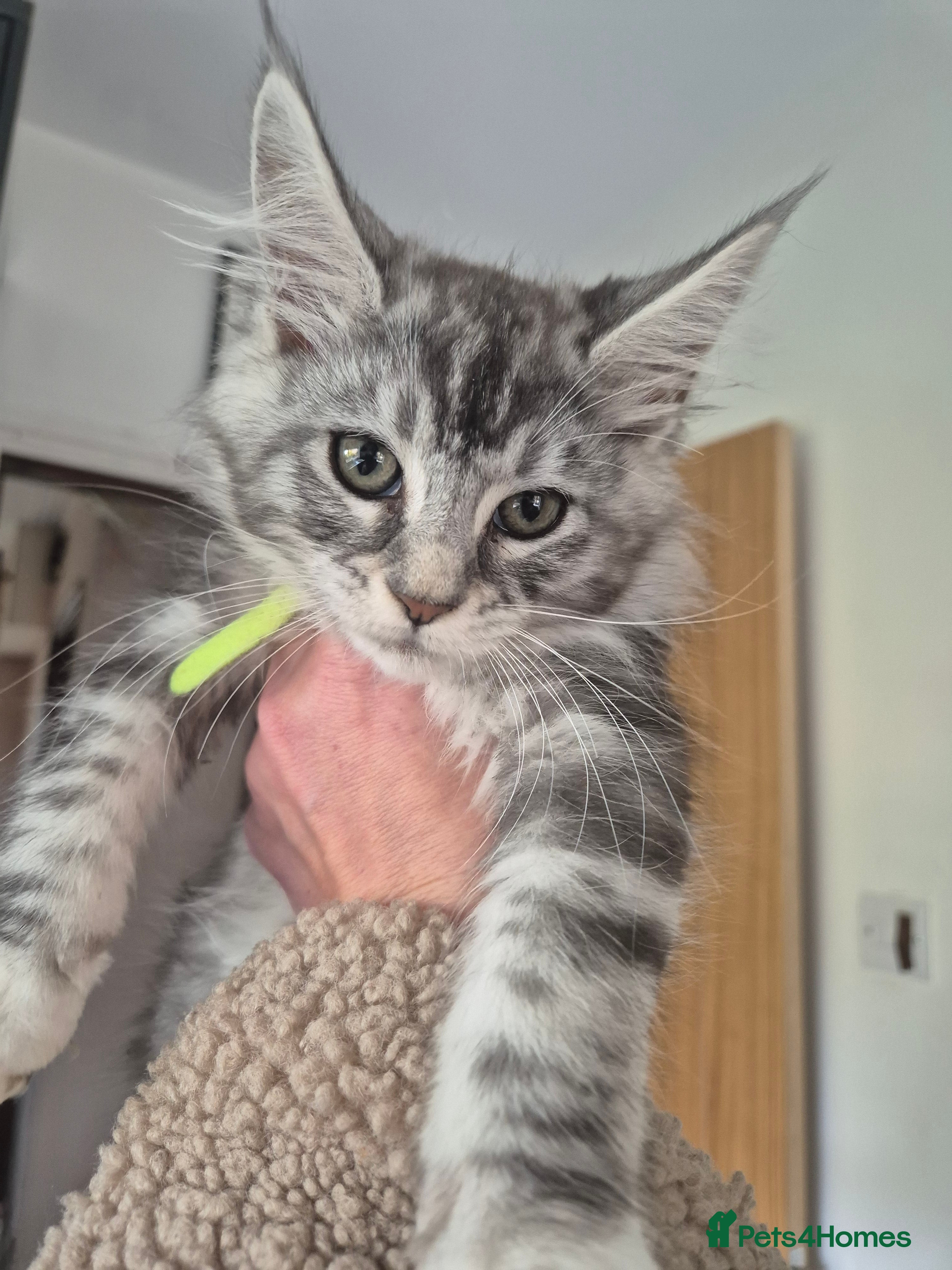 Maine Coon cats Registered Maine Coon Kittens/ Champion bloodlines - Advert 16