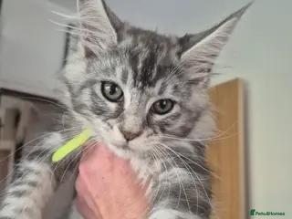 Maine Coon cats Registered Maine Coon Kittens/ Champion bloodlines - Advert 16