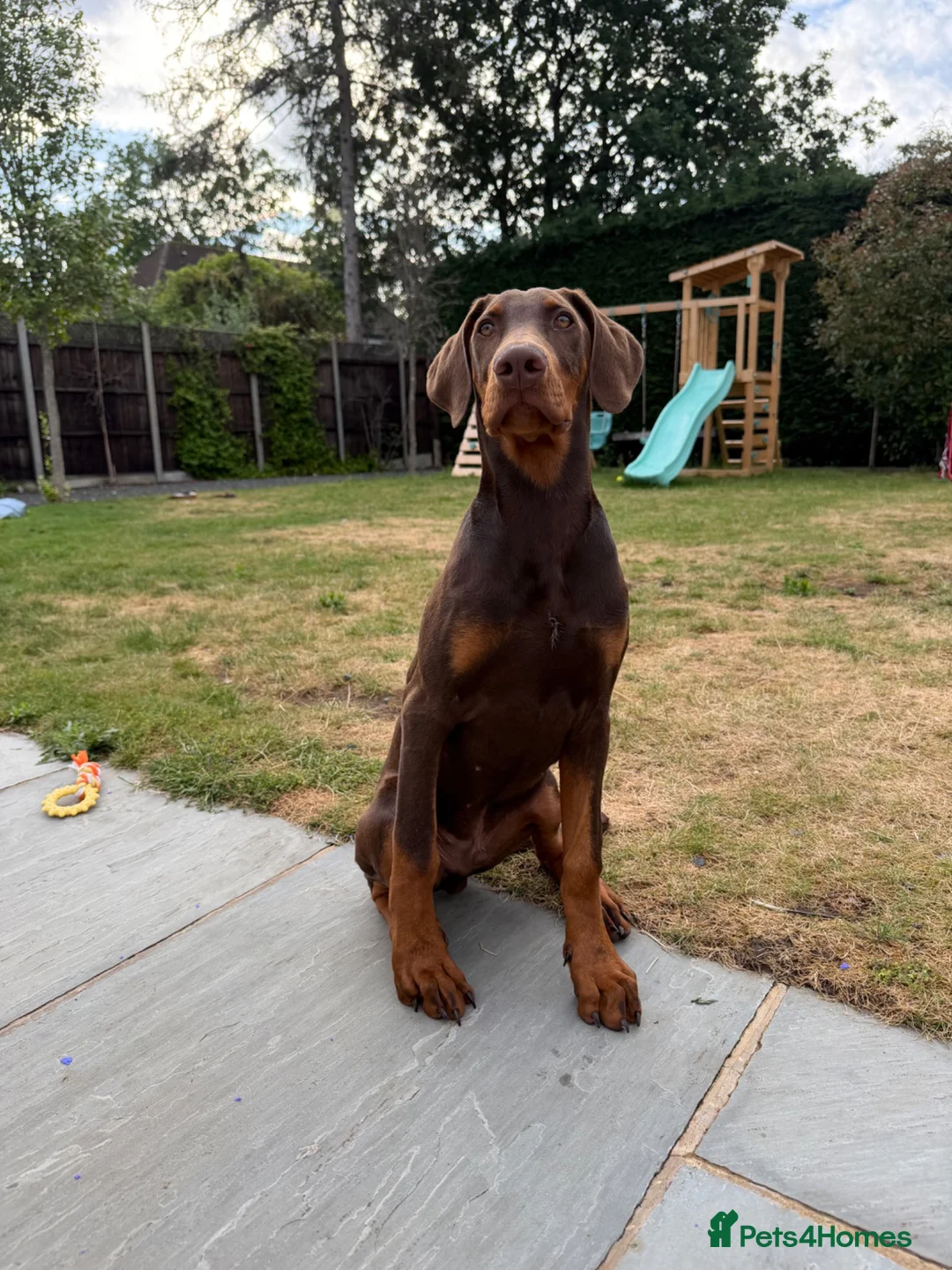 Dobermann dogs for sale: High Trained 6 Month Doberman Pincher - Advert 2