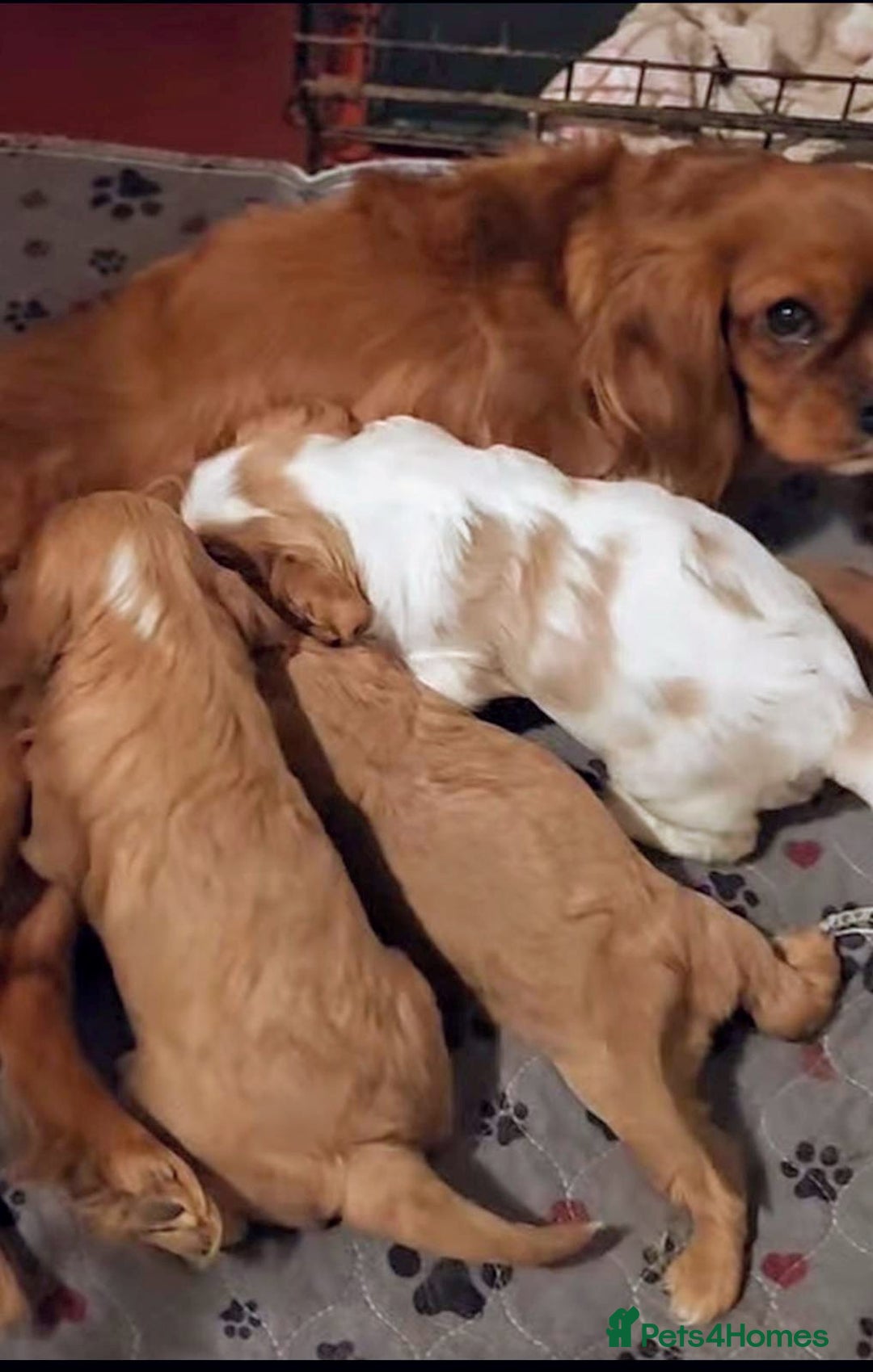 Cavapoo dogs for sale: Cavapoo  - Advert 9