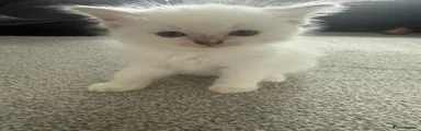 Ragdoll 1