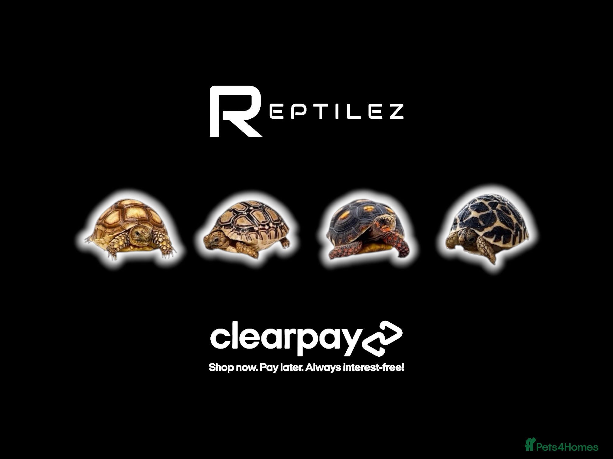 Tortoise reptiles TORTOISES - Advert 1