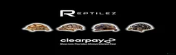 Tortoise reptiles for sale: TORTOISES - Advert 1
