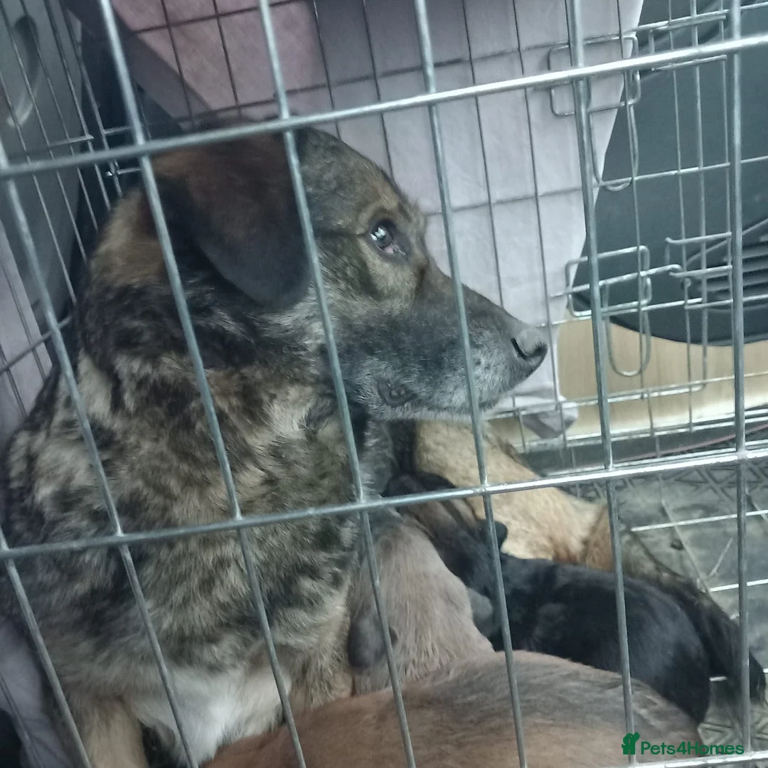 Mixed Breed dogs for adoption: BLUE, a Lovely Puppy Boy - for a Loving Home in Nottingham - Advert 31