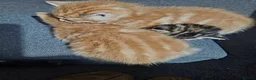 Mixed Breed cats for sale: Three beautiful kittens for sale - Advert 4
