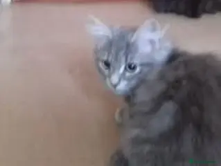 Mixed Breed cats beautiful male kitten - Advert 1