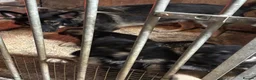 German Shepherd dogs for sale: Gorgeous German shepherd puppies  in Barnsley - Advert 4