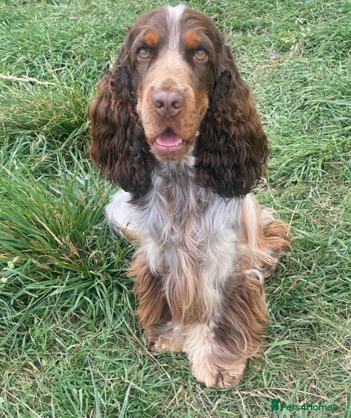 Cocker Spaniel dogs Health tested Roan Cocker Spaniels  - Advert 2