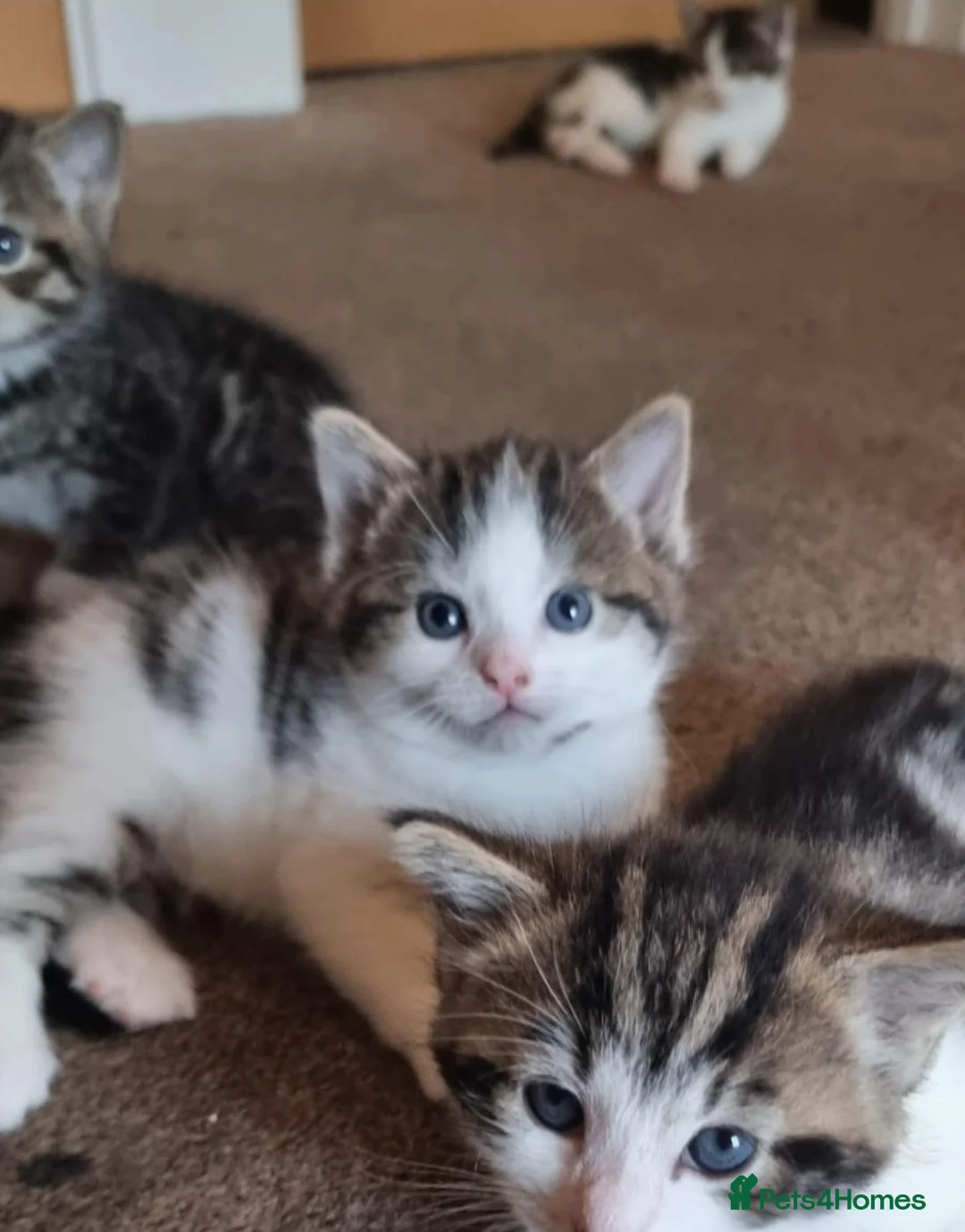 Mixed Breed cats for sale: Adorable kittens - Advert 2