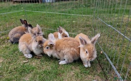 Lionhead rabbits for sale: Cute Lionhead Bunnies - Image 6