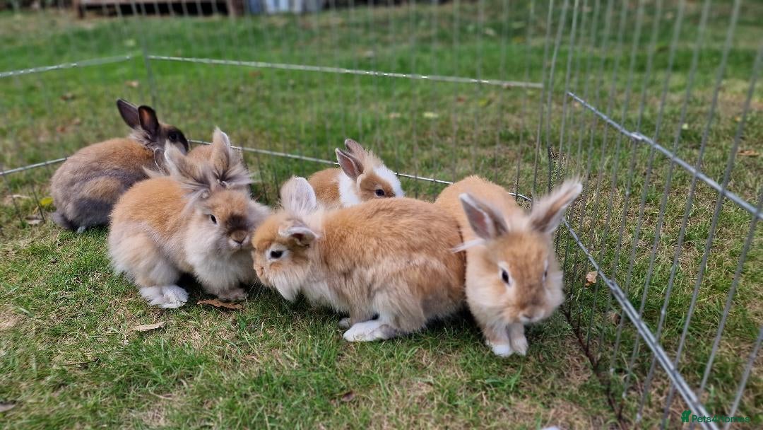 Lionhead rabbits for sale: Cute Lionhead Bunnies - Image 6