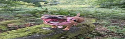 Staffordshire Bull Terrier dogs for sale: KC Blue Fawn Staffordshire Bull Terrier puppies in Glasgow - Advert 4
