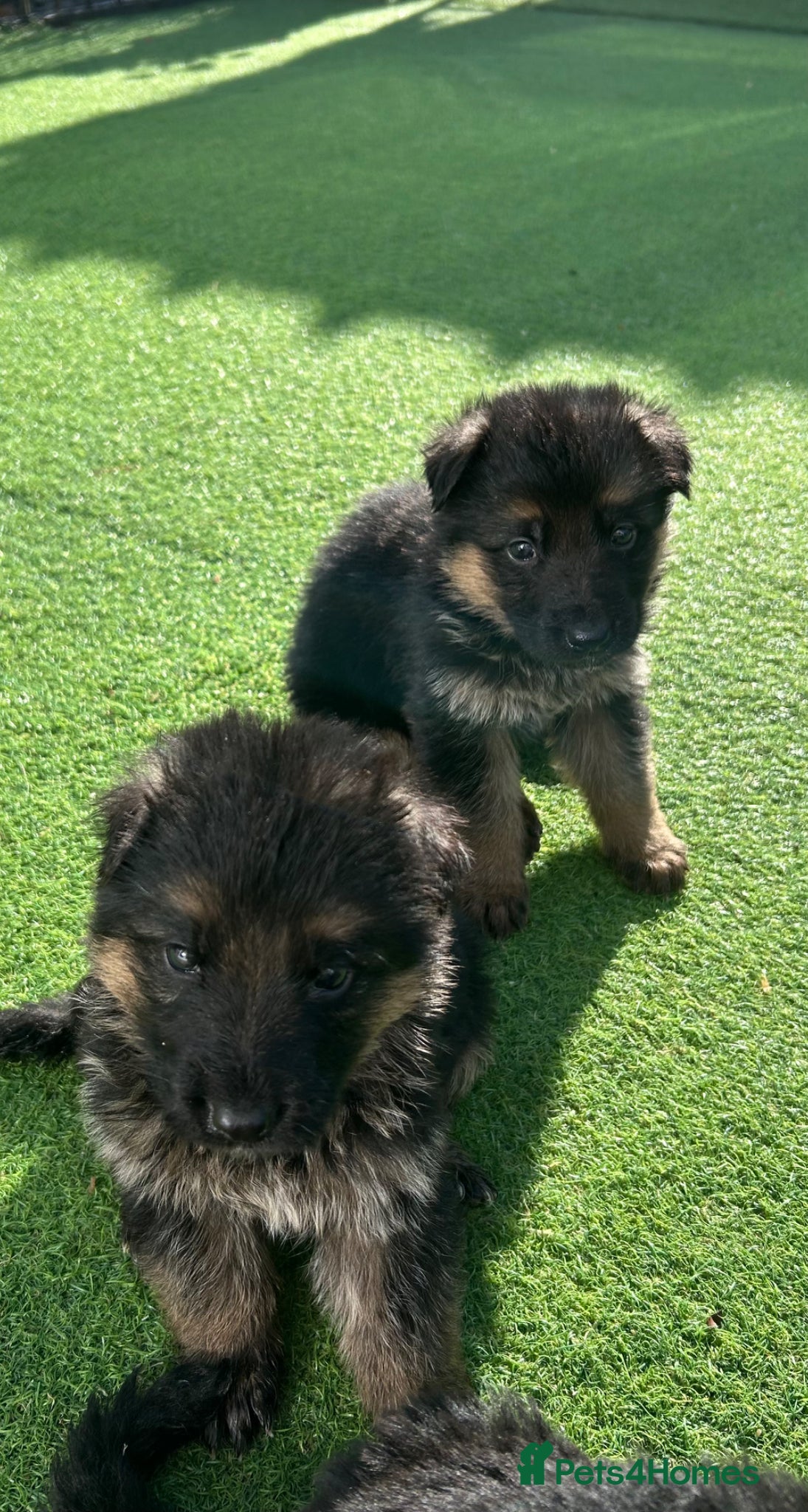 German Shepherd dogs for sale: Beautiful KC registered German Shepherd Pups - Advert 2