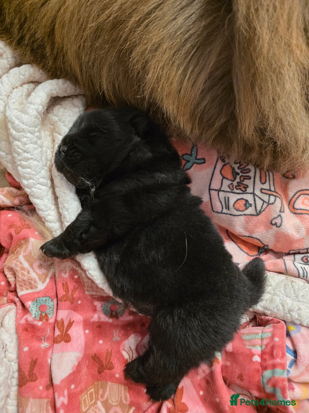 Chow Chow dogs for sale: Stunning KC Black Chow Chow Puppy - Advert 4