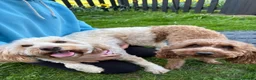 Australian Labradoodle dogs for sale: *LAST PUPPY* - Australian Labradoodles Puppies 🐾 - Advert 18